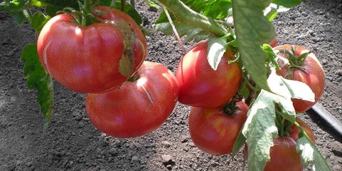 Sibirski adut paradajz: opis, fotografija, recenzije